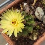 Parodia muricataCvet