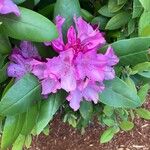Rhododendron catawbiense Кветка