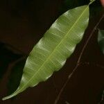 Parahancornia fasciculata Лист