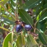 Prunus lusitanica Fruto