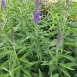 Veronica longifolia পাতা