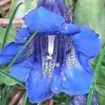 Gentiana acaulis Квітка