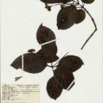 Chomelia malaneoides Leaf