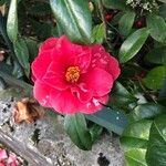 Camellia sasanqua Кветка
