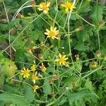 Senecio deltoideus 花