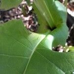 Silphium perfoliatum Feuille