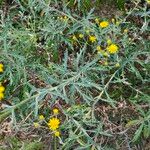 Senecio pterophorus Leaf