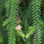 Dacrydium cupressinum Flor