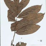 Heteropsis flexuosa Hoja