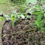 Salvia discolor Feuille