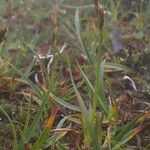 Carex uncinioides 整株植物