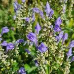 Scutellaria incana Flor