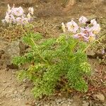 Solanum multifidum Hábito