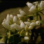 Arctostaphylos glandulosa Floare
