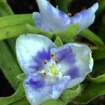 Tradescantia virginiana Flower