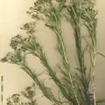 Phagnalon umbelliforme Sonstige