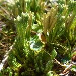 Diphasiastrum alpinum Likasa