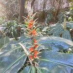 Hedychium gardnerianum Flower