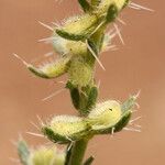 Pectocarya setosa Frugt