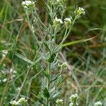 Draba incana ശീലം