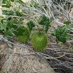 Marah fabacea Fruit