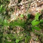 Carex brunnescens Fuelha