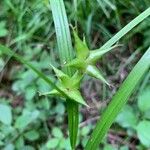 Carex intumescens Feuille