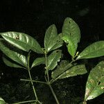 Neea floribunda Leaf