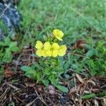 Erysimum odoratumKwiat