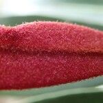 Pycnandra glabella (Flower)