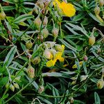 Helianthemum nummularium 花