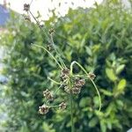 Scirpus hattorianus Flower