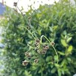 Scirpus hattorianus 花