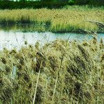 Phragmites australis Gyümölcs