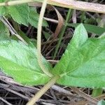 Sphagneticola trilobata Leaf