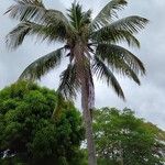 Cocos nucifera 葉