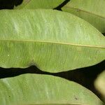Aspidosperma desmanthum Hoja