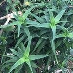 Aloe volkensii Folha