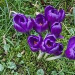 Crocus vernus ফুল