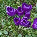 Crocus vernus Blomma