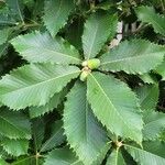 Quercus pontica Blatt