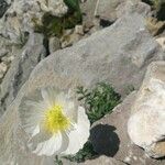 Papaver alpinumFlower