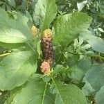 Phytolacca esculenta 果実