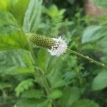 Dalea candida Flower