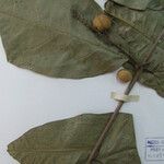 Bunchosia decussiflora Sonstige
