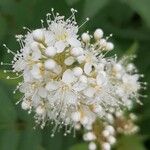 Sorbaria sorbifolia Flower