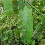 Rumex palustris Folla