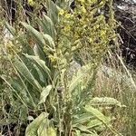 Verbascum speciosum Хабит