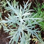 Artemisia ludoviciana ഇല