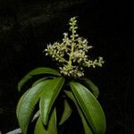 Ardisia densiflora Květ